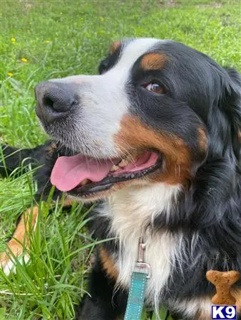 Bernese Mountain Dog stud dog