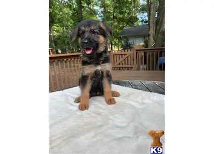 German Shepherd puppy for sale: a german shepherd dog standing on snow
