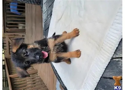 German Shepherd puppy for sale: a german shepherd dog lying on a wooden surface