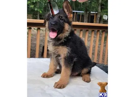 German Shepherd puppy for sale: a german shepherd dog sitting on a porch