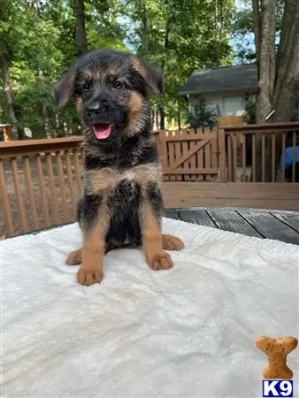 German Shepherd puppy for sale: a german shepherd dog standing on snow