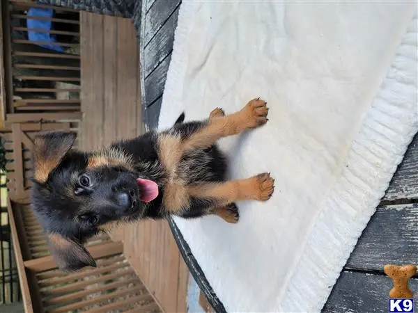 German Shepherd puppy for sale: a german shepherd dog lying on a wooden surface