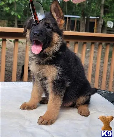German Shepherd puppy for sale: a german shepherd dog sitting on a porch