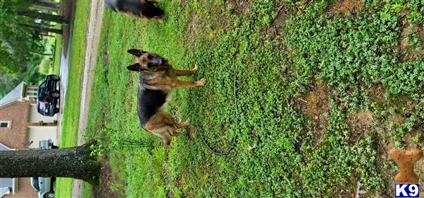 German Shepherd dog for sale: German Shepherd with black and tan coat standing on grass