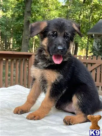 German Shepherd puppy for sale: a german shepherd dog sitting on a porch