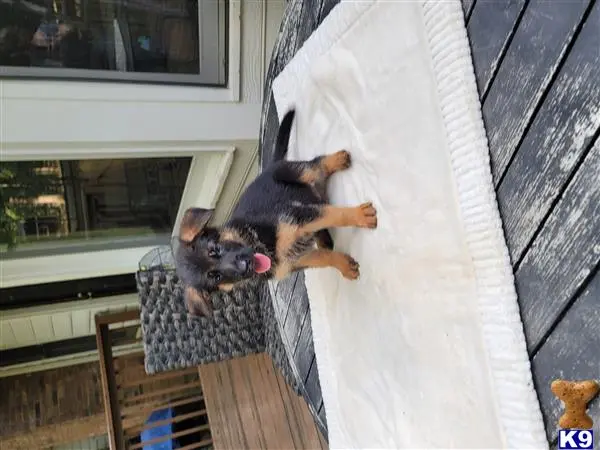 German Shepherd puppy for sale: a german shepherd dog standing on a porch