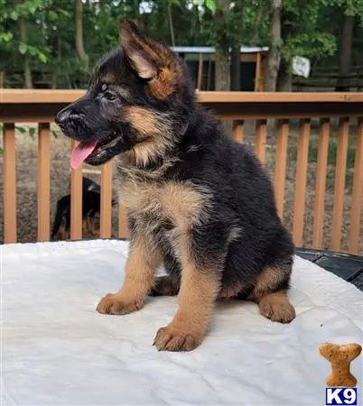 German Shepherd puppy for sale: a german shepherd dog sitting on a bench