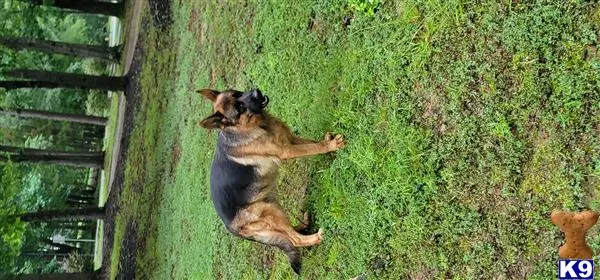 German Shepherd dog for sale: German Shepherd with a black and tan coat lying on grass