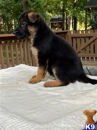 German Shepherd puppy for sale: a german shepherd dog sitting on a white surface
