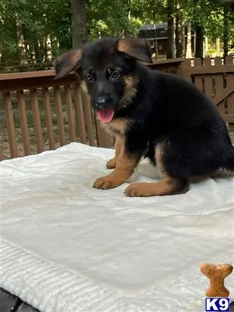 German Shepherd puppy for sale: a german shepherd dog sitting on a porch