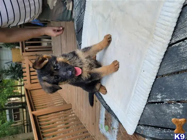 German Shepherd puppy for sale: a german shepherd dog standing on a sidewalk