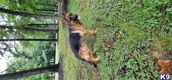 German Shepherd dog for sale: German Shepherd with a black and tan coat in a grassy area