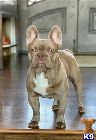 French Bulldog stud dog