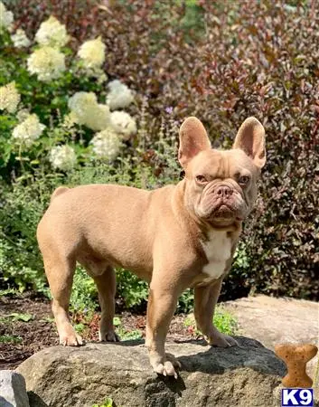 French Bulldog stud dog