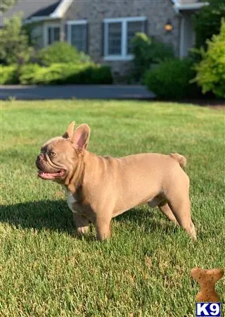 French Bulldog stud dog