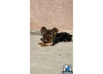 a yorkshire terrier dog lying on the ground