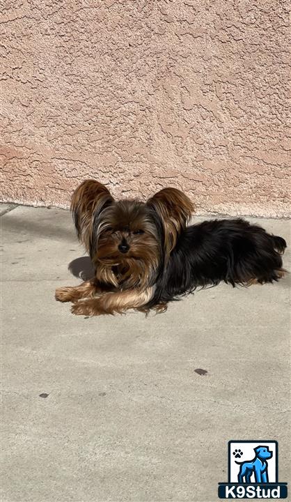 a yorkshire terrier dog lying on the ground