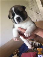 akita puppy posted by t4real16