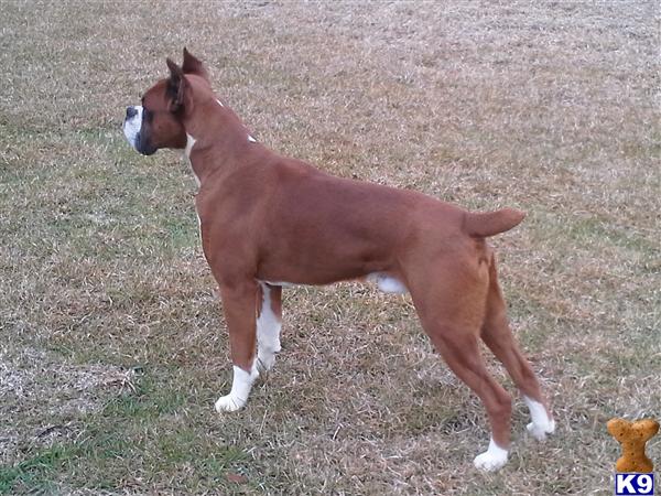 Boxer stud dog