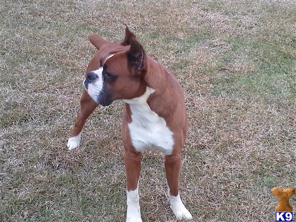 Boxer stud dog