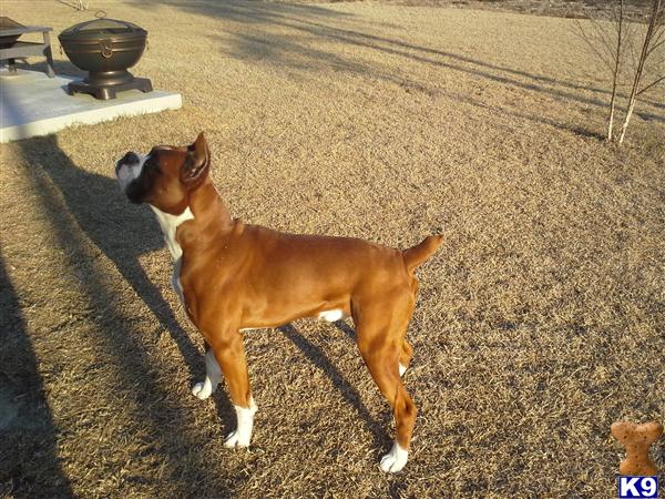 Boxer stud dog