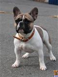 French Bulldog stud dog: Brindle and white French Bulldog standing on a pavement