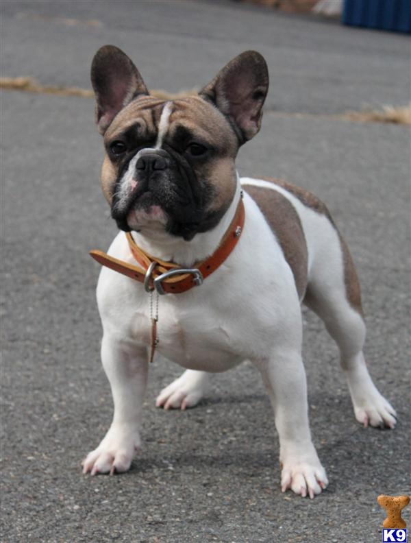 French Bulldog stud dog