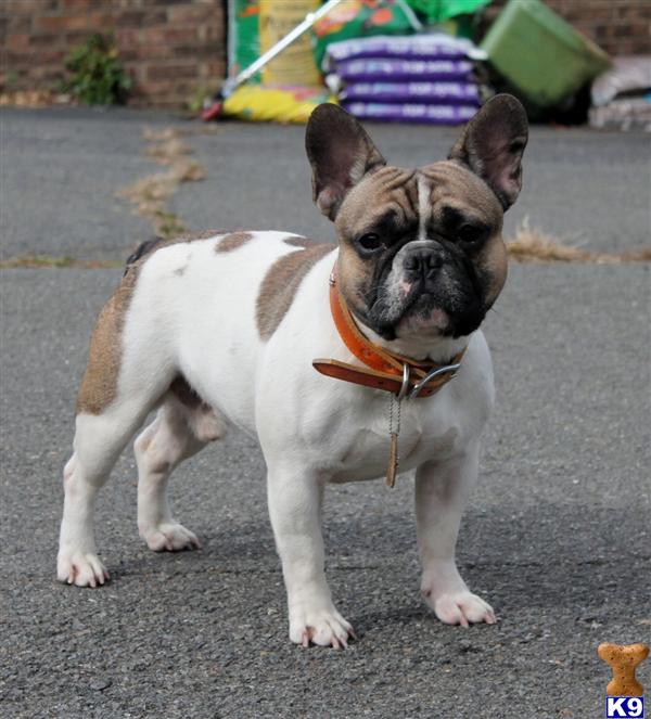 French Bulldog stud dog