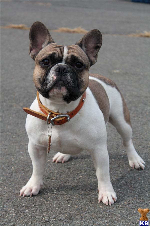 French Bulldog stud dog