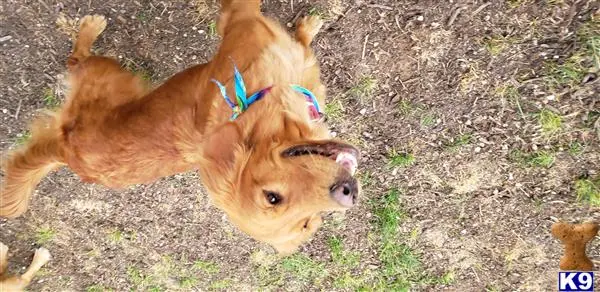 Golden Retriever female dog