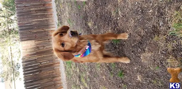 Golden Retriever female dog