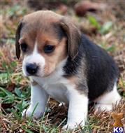 beagle puppy posted by tabithawalker