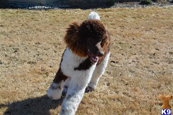 Poodle stud dog