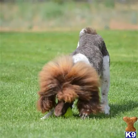 Poodle stud dog