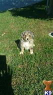 australian shepherd puppy posted by tactruong