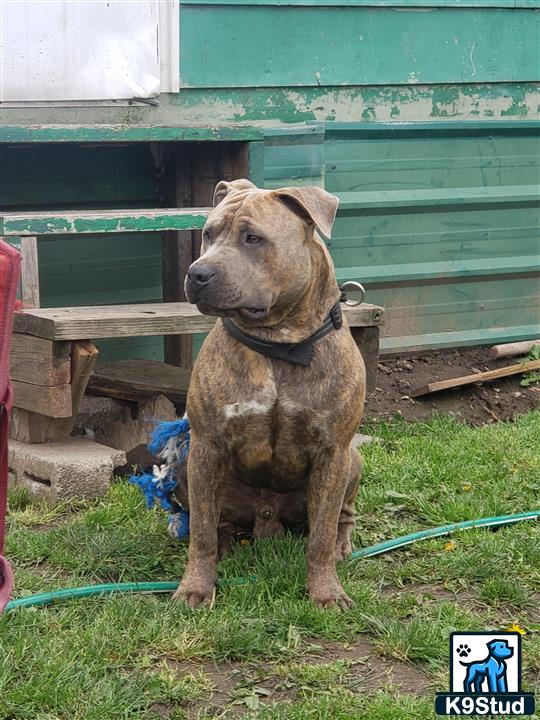 a american bully dog sitting on a bench