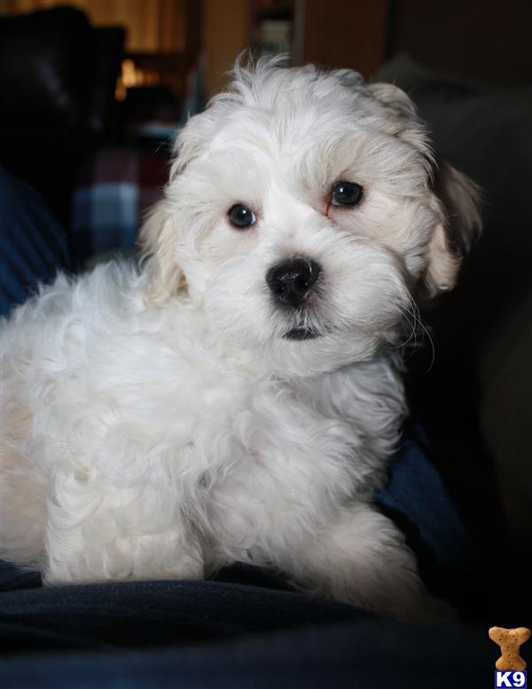 shichons