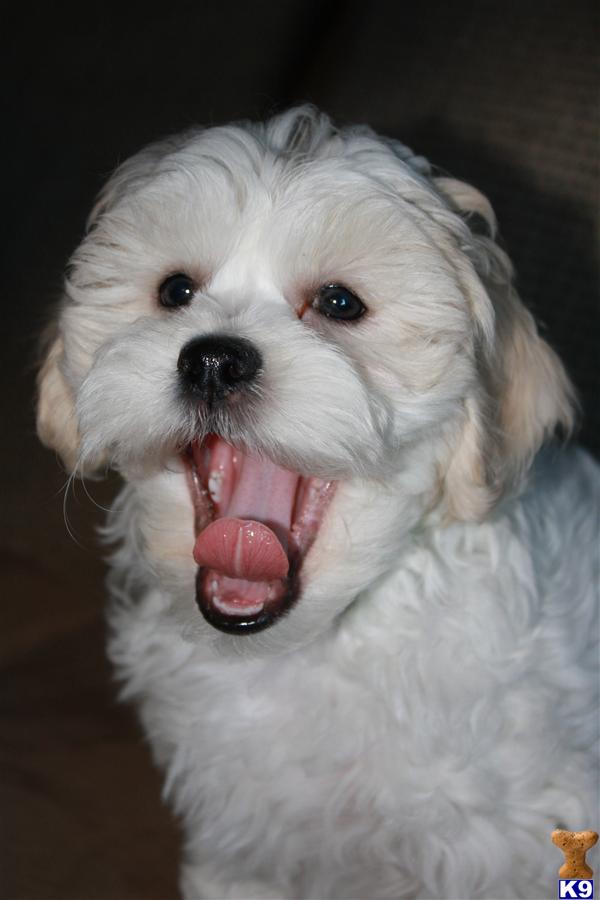 pictures of shichons