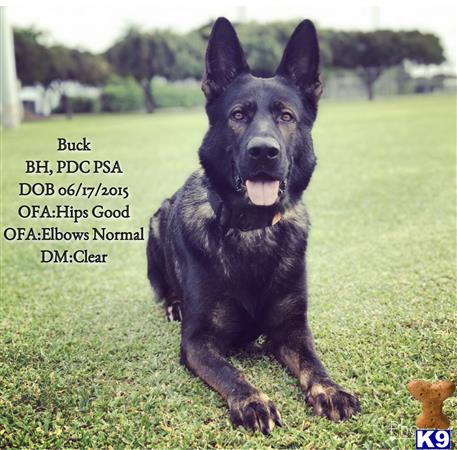 a german shepherd dog sitting in a grassy area