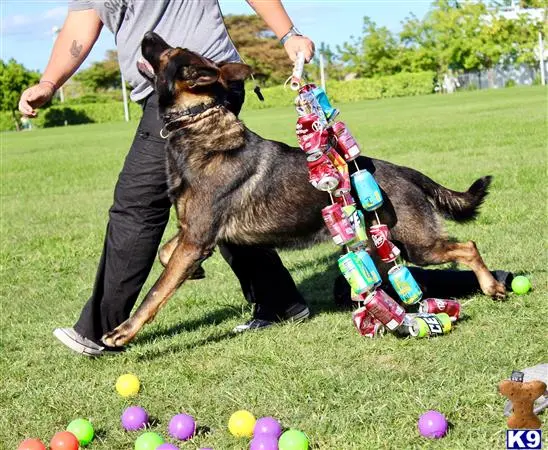 German Shepherd stud dog