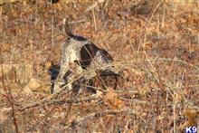 Akers Benelli Boomer available German Shorthaired Pointer puppy located in HILLSVILLE