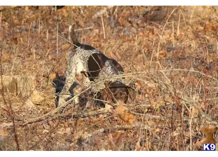 German Shorthaired Pointer