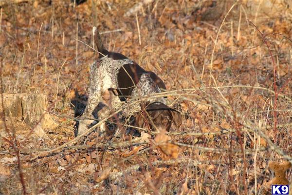 a german shorthaired pointer dog running through dry grass