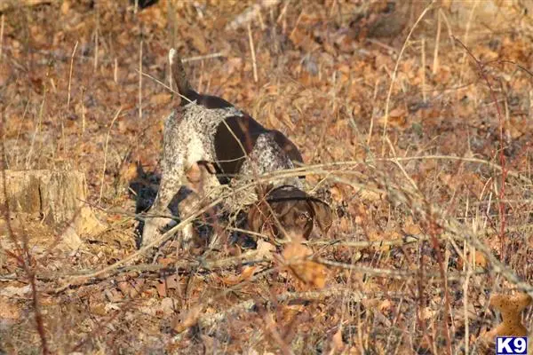 German Shorthaired Pointer stud dog