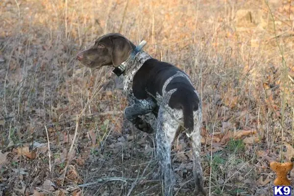 German Shorthaired Pointer stud dog