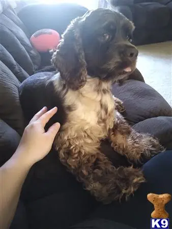 Cocker Spaniel stud dog