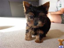 yorkshire terrier puppy posted by takor7478