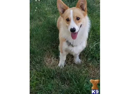 Pembroke Welsh Corgi