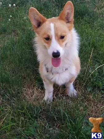 Pembroke Welsh Corgi stud dog