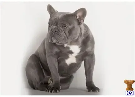 French Bulldog